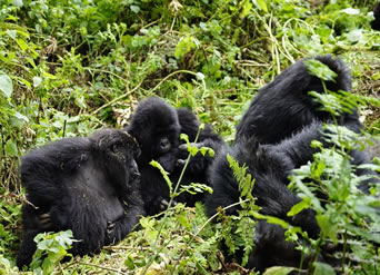 3 Days Uganda Gorilla Tour