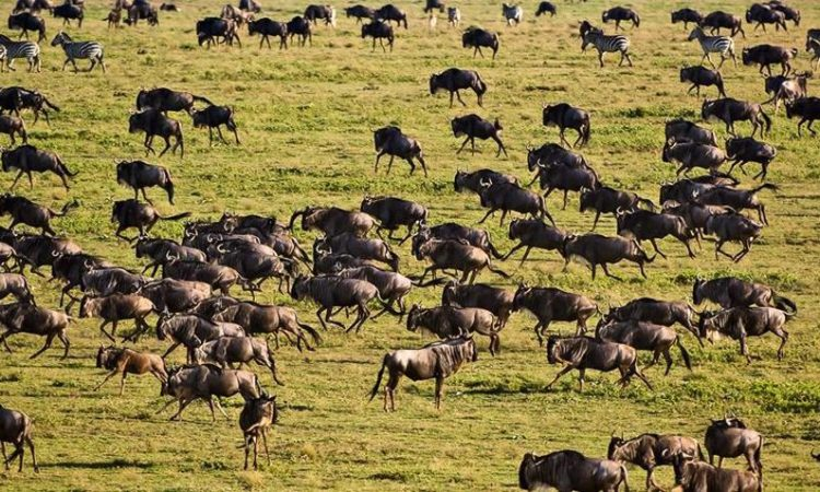 Serengeti National park