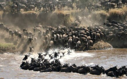 wildebeest migration