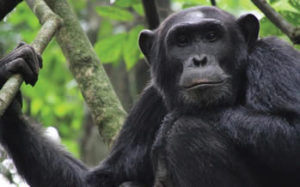 Kibale national park