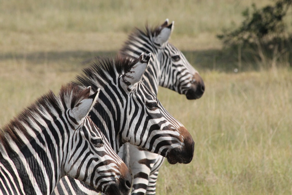 10 Days Rwanda gorilla safari