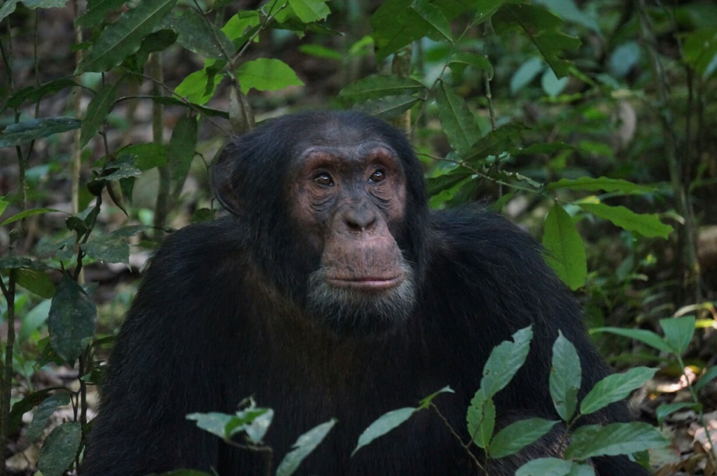 15 Days Uganda-Rwanda Safari