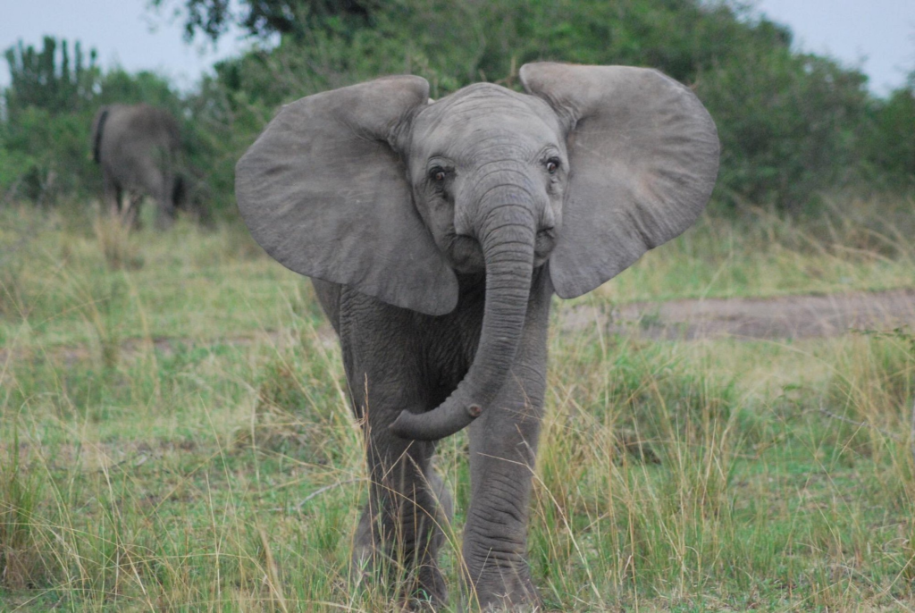 15 Days Uganda gorilla safari