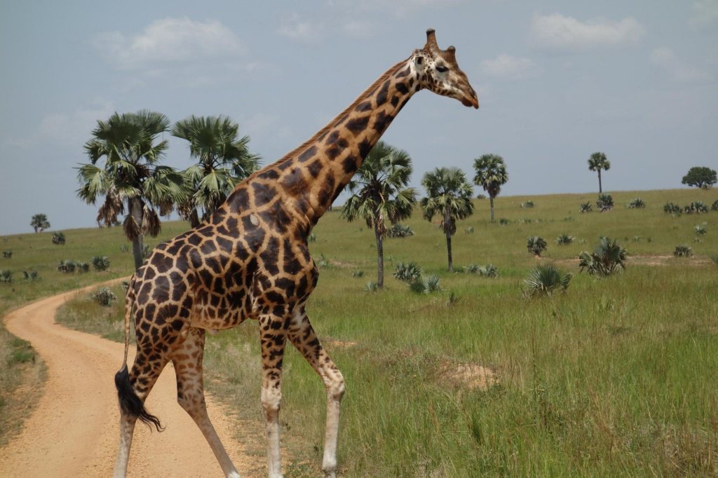 Murchison Falls national park