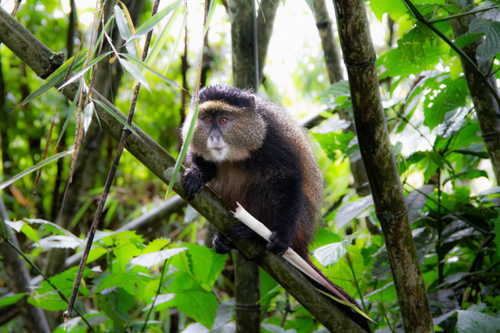 15 Days Uganda-Rwanda Safari