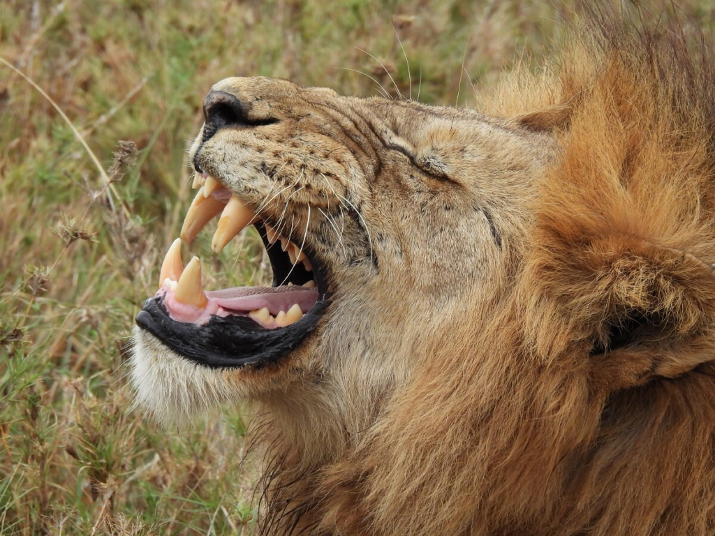 15 Days Uganda-Rwanda Safari