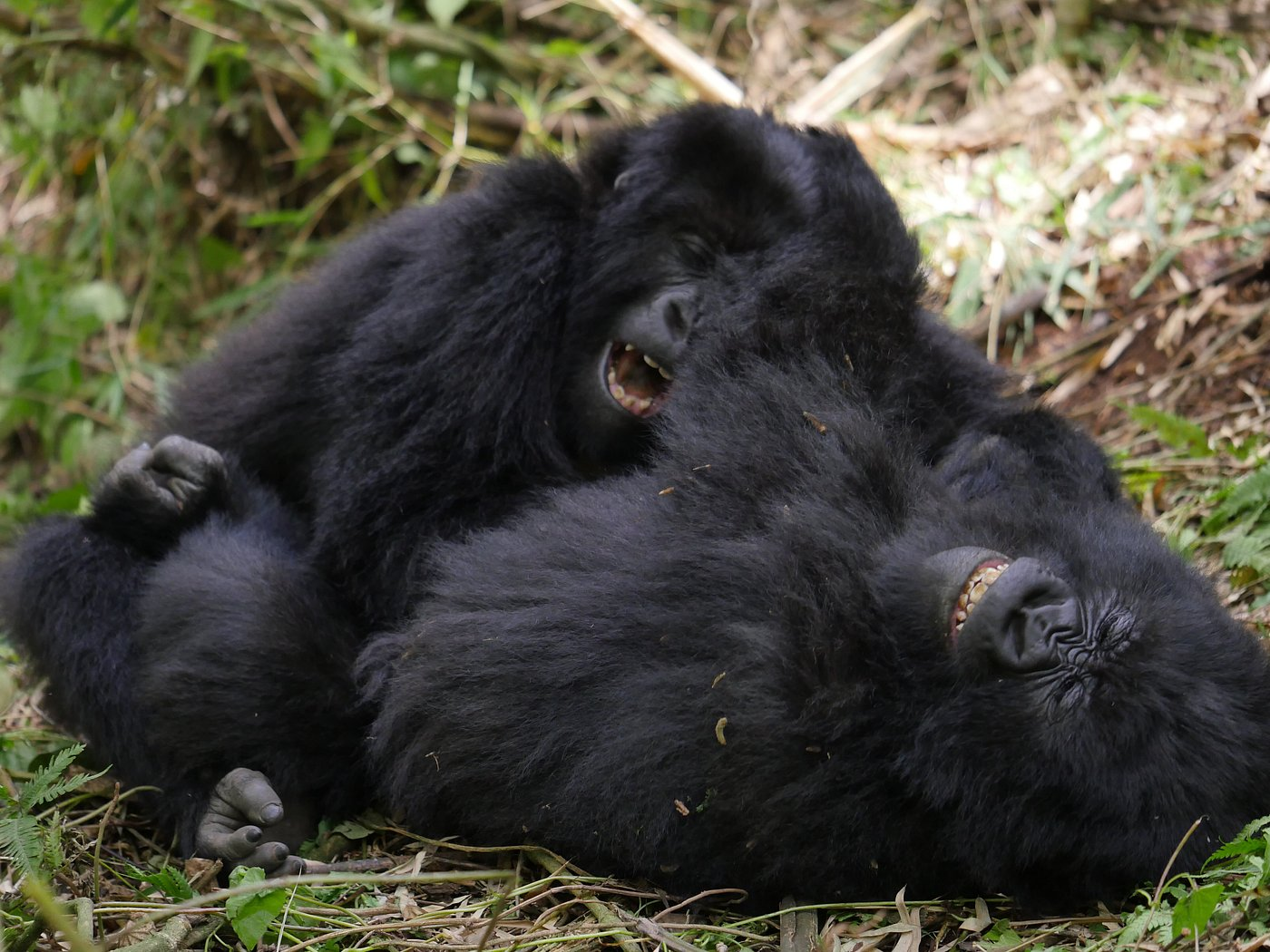Volcanoes national park