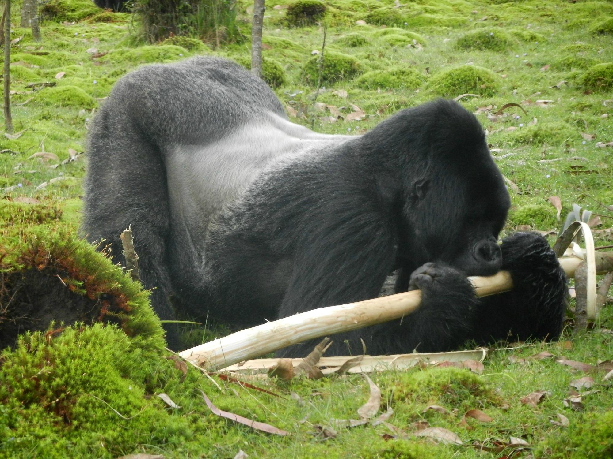 Silverback Gorilla Weight