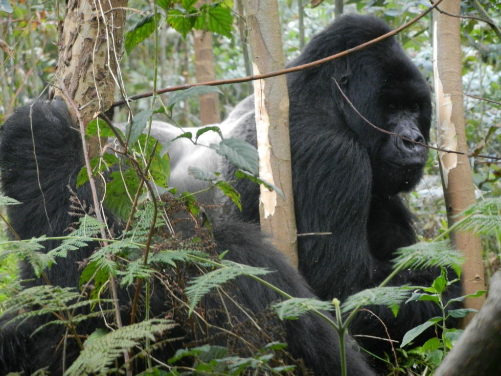 Bwindi impenetrable national park