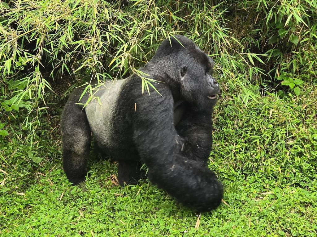 2 days Rwanda gorilla tour