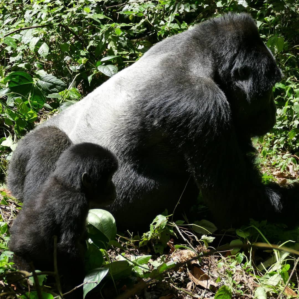 3 Days Rwanda gorilla tour