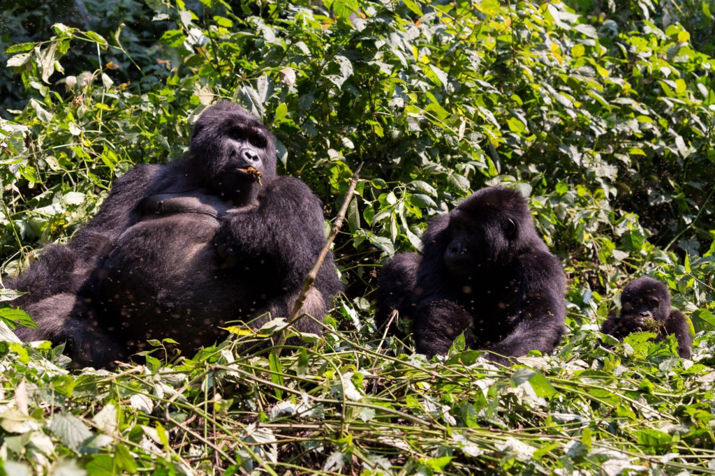 7 Days Uganda gorilla safari