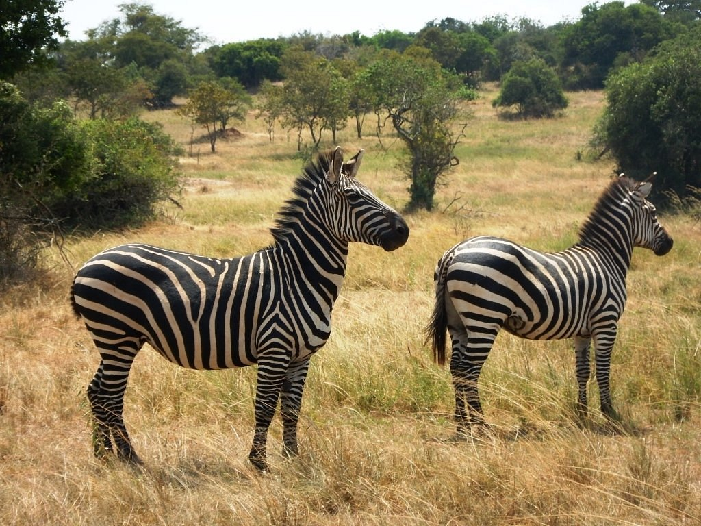 game viewing