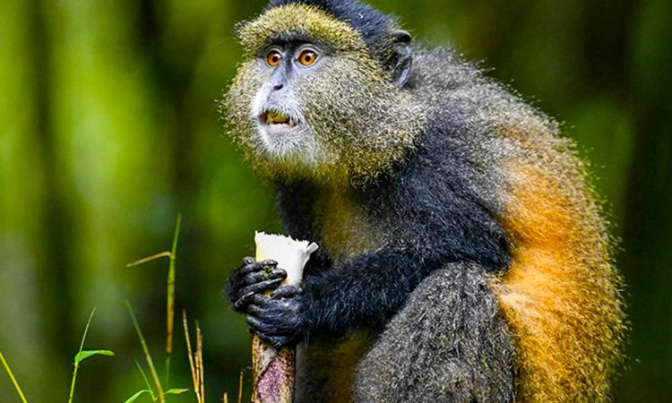 Mgahinga gorilla national park