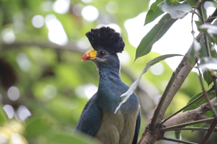 Semuliki national park