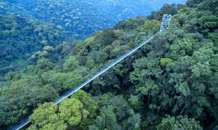 Nyungwe national park