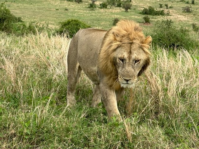 Akagera national park
