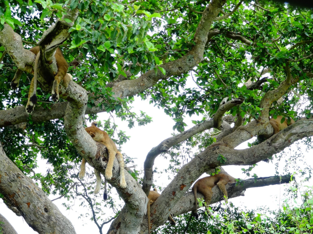 Queen Elizabeth national park