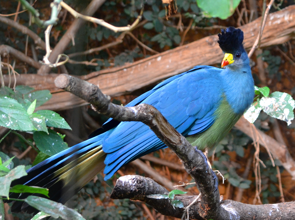 Rwenzori mountains national park

