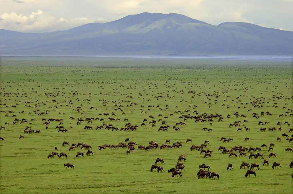 serengeti