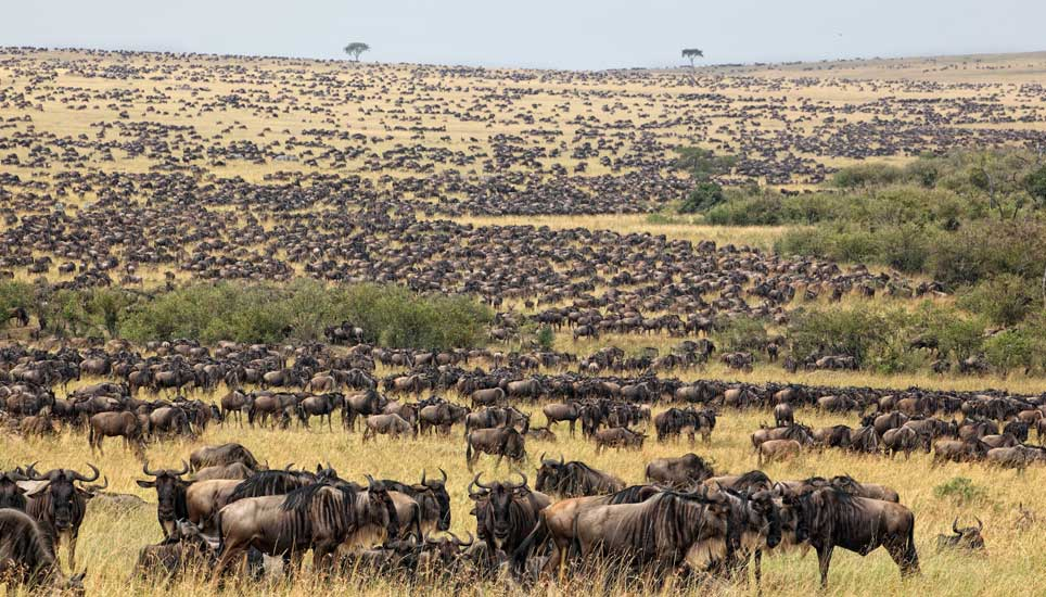 Wildebeest migration