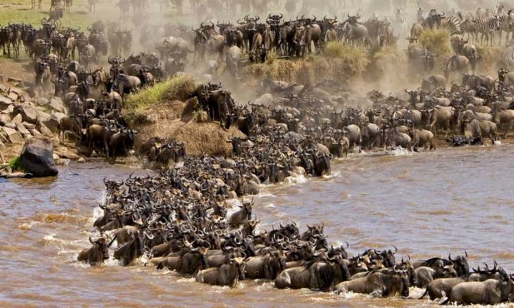 Wildebeest migration