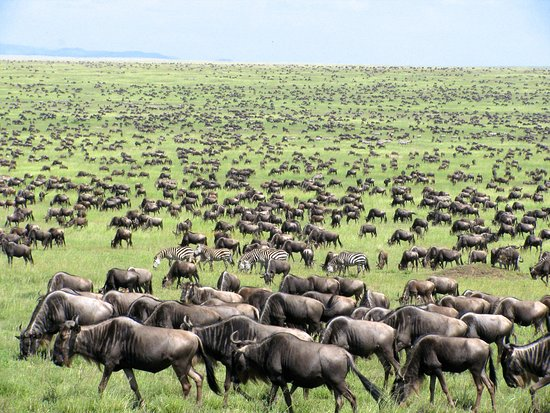 Wildebeest migration