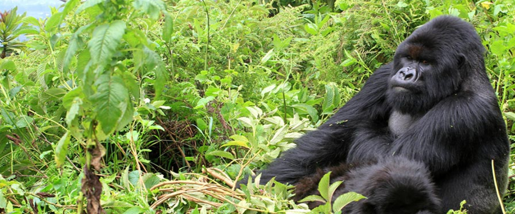 4days-uganda