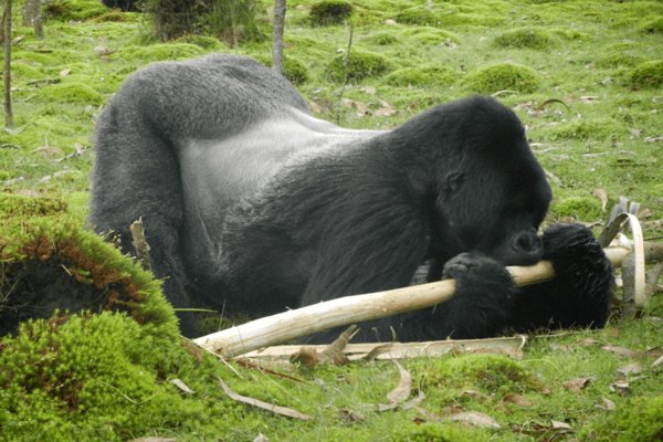 5days-uganda-and-rawanda