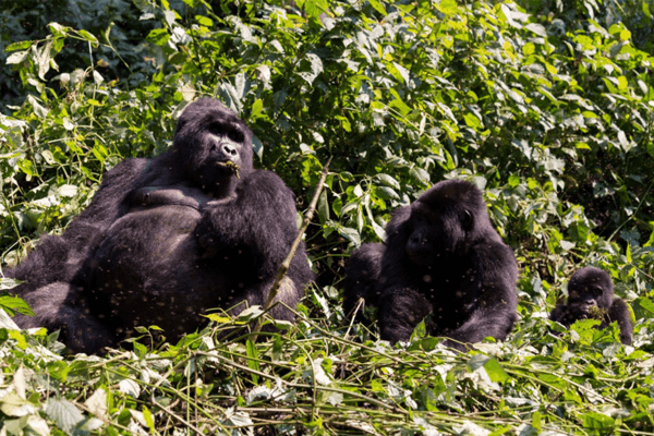 7days-uganda