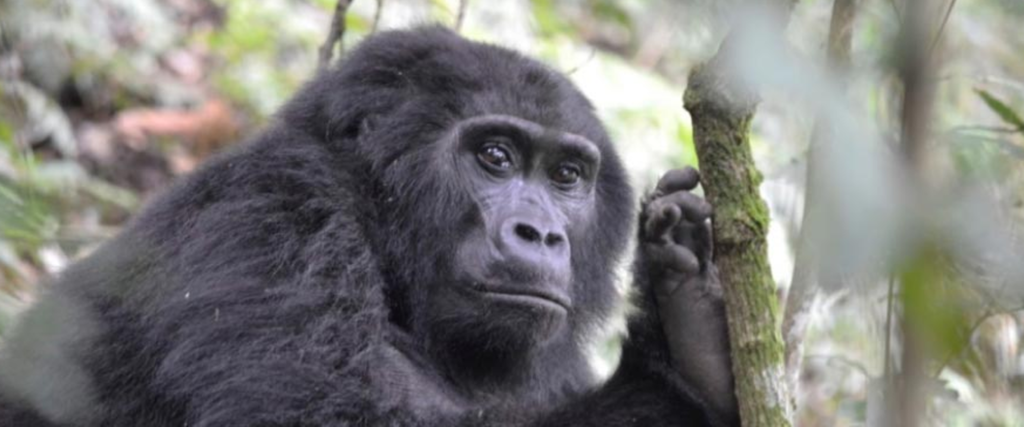 7days-uganda