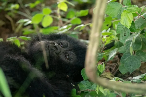 Mountain Gorilla