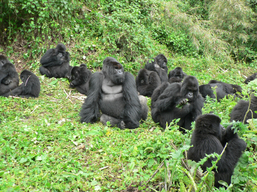 Mountain Gorilla Population