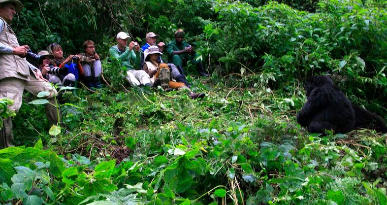 Gorilla Trekking in Volcanoes National Park
