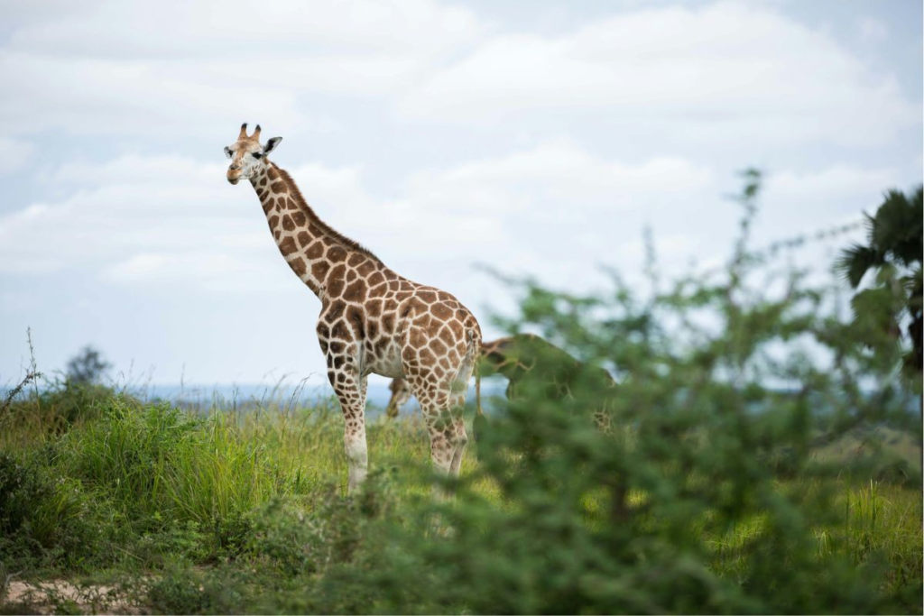 Best Time for Wildlife Safaris in Uganda