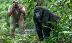 12 Days Rwanda Uganda Safari
