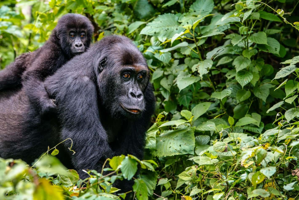 Why are Mountain Gorillas Endangered?