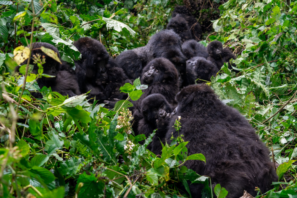 Mountain Gorilla Population