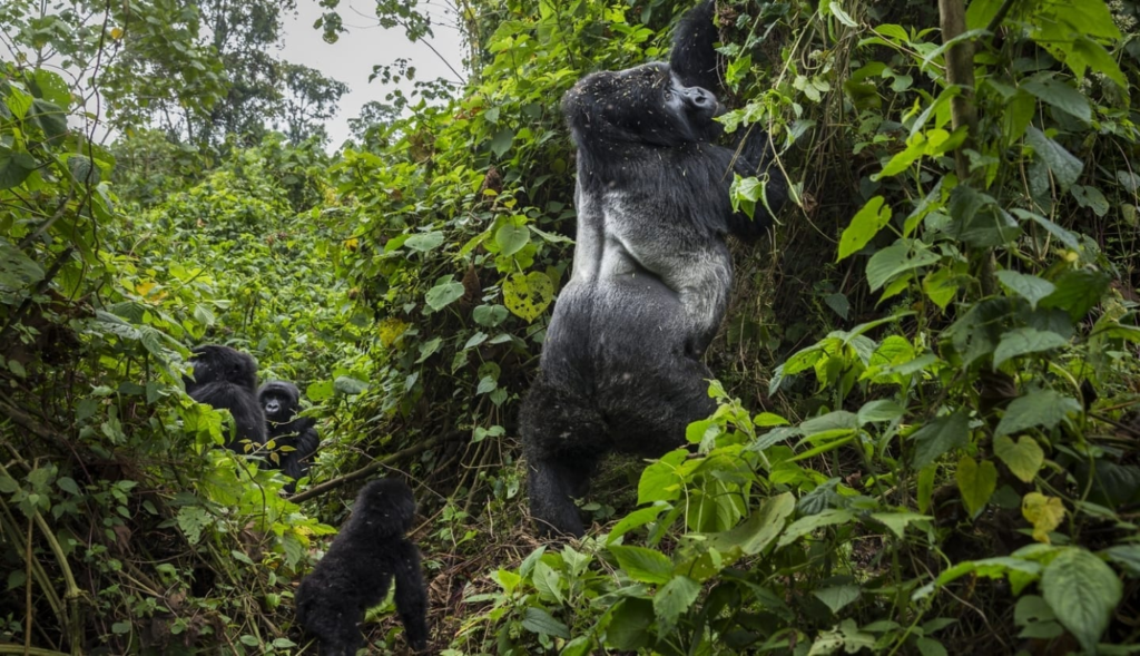 Mountain Gorilla Habitat and Behavior Insights
