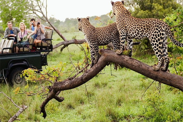 Uganda Wildlife