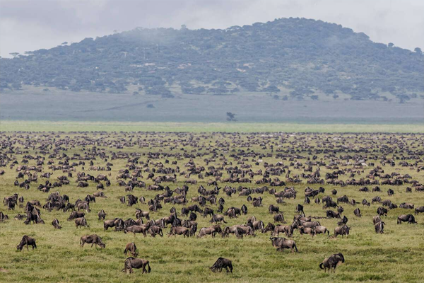 great-migration1