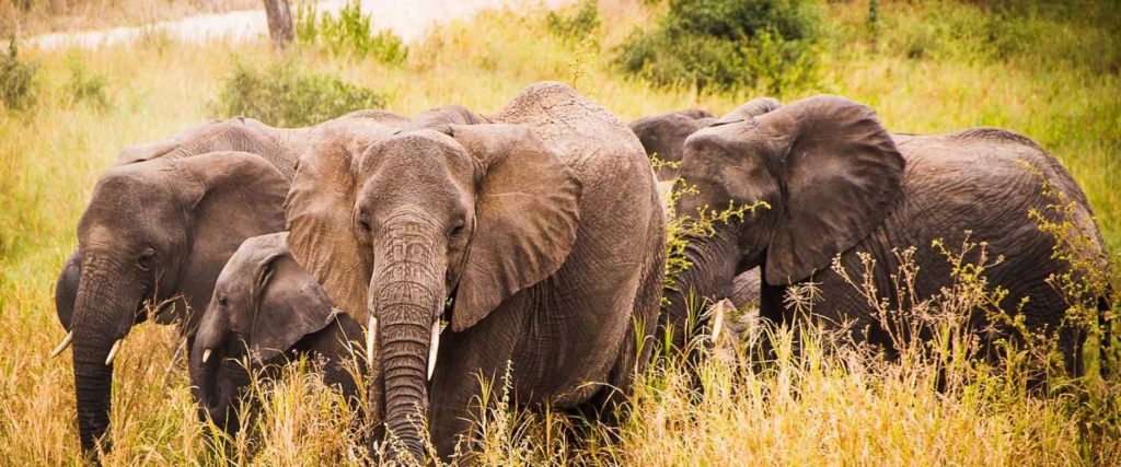 Uganda Safaris