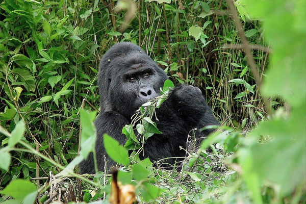 Mountain Gorilla