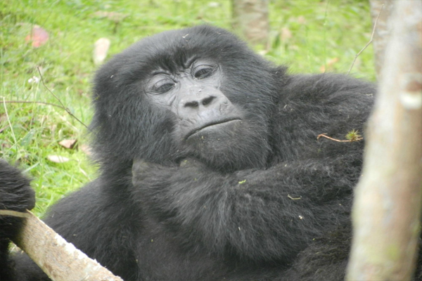 Why are Mountain Gorillas Endangered?