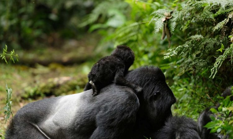 Where to See Mountain Gorillas