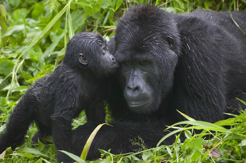 Mountain Gorilla Trekking 
