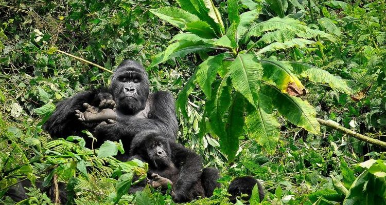 Mountain Gorilla Habitat Destruction