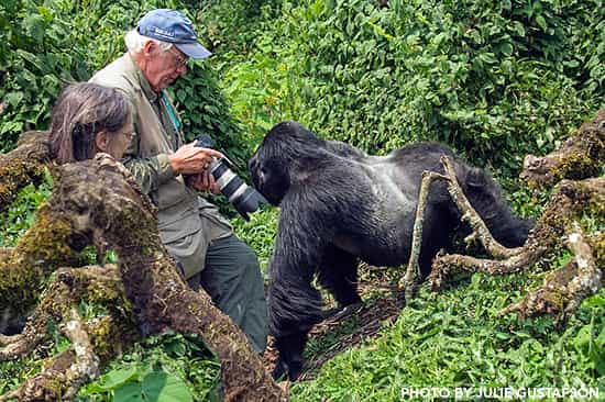 How Big are Silverback Gorillas?