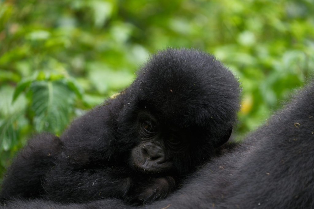Features of Mountain Gorillas