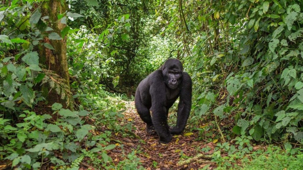 Silverback Gorilla Weight
